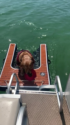 Φορητή προσαρμόσιμη αναδιπλούμενη ράμπα σκύλου φουσκωτή ράμπα αποβάθρας σκύλου σκάλα κατοικίδια σκυλιά ράμπα για πισίνες, λίμνες, πλοία και αποβάθρες